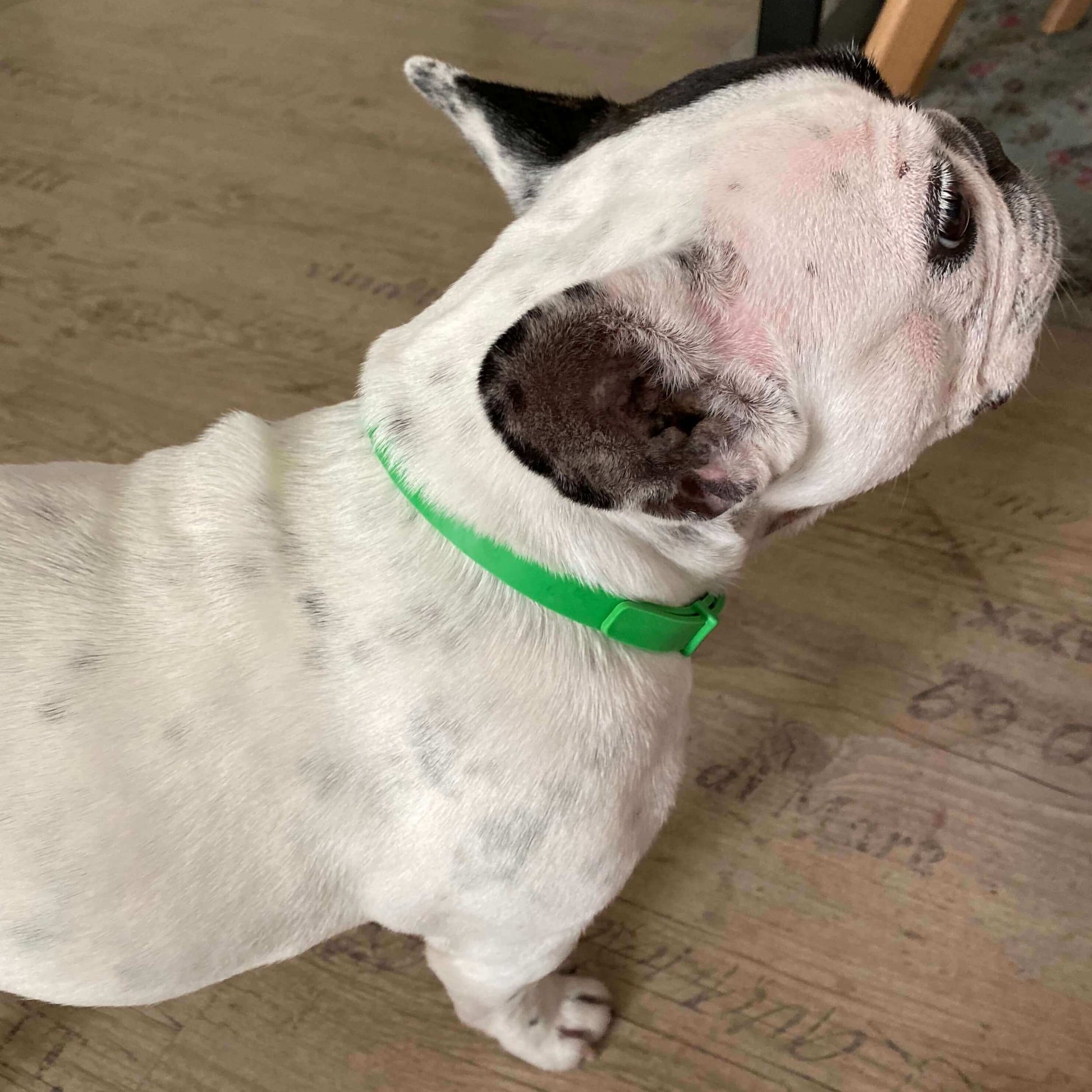 Zenipet™ – 8 Maanden Beschermband tegen Vlooien & Teken